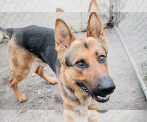 German Shepherd Dog Dogs for adoption in Longview, WA, USA