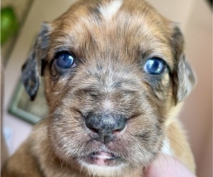 Medium Boxer-Poodle (Standard) Mix