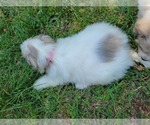 Small Photo #2 Great Pyrenees Puppy For Sale in DENTSVILLE, MD, USA