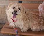 Small Photo #9 Mutt Puppy For Sale in Philadelphia, PA, USA