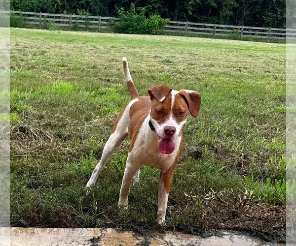 Medium Photo #4 American Pit Bull Terrier-Unknown Mix Puppy For Sale in Germantown, OH, USA