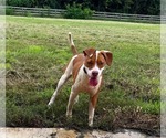 Small #3 American Pit Bull Terrier Mix