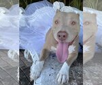 Small Photo #5 American Pit Bull Terrier Puppy For Sale in Davie, FL, USA