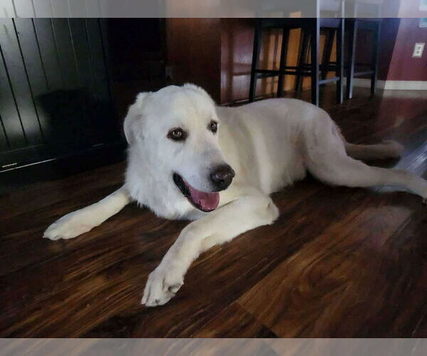 Medium Photo #5 Great Pyrenees Puppy For Sale in Bountiful, UT, USA