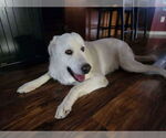 Small #4 Great Pyrenees