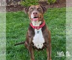 Small Retriever Mix