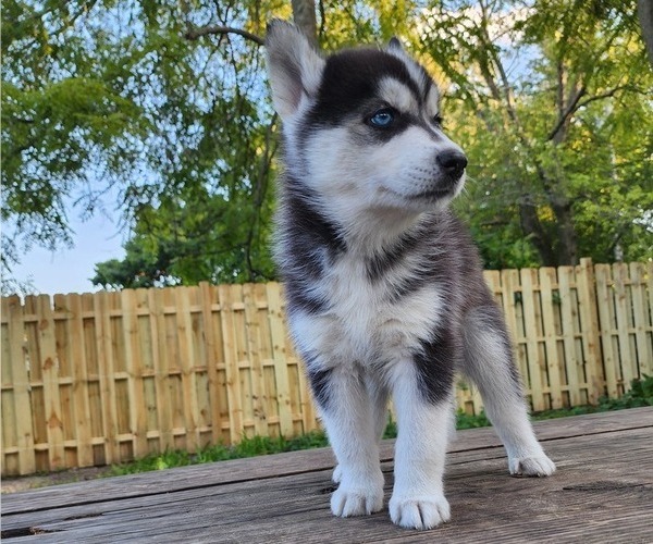 Medium Photo #3 Siberian Husky Puppy For Sale in ALPENA, MI, USA