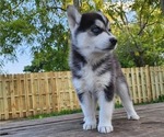 Small Photo #3 Siberian Husky Puppy For Sale in ALPENA, MI, USA