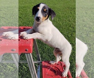 Border Collie-English Shepherd Mix Puppy for sale in FREDERICKSBRG, PA, USA