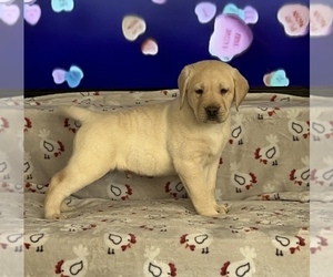 Labrador Retriever Puppy for Sale in NOTTINGHAM, Pennsylvania USA