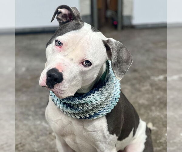 Medium Photo #1 American Staffordshire Terrier Puppy For Sale in Cranford, NJ, USA