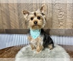 Small #2 Yorkshire Terrier