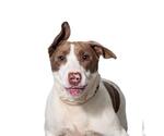 Small #1 Breeder Profile image