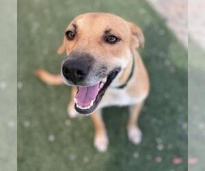 Lanna - Female Chihuahua-Unknown Mix Dog for Adoption - Photo #4