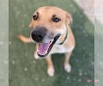 Small #3 Chihuahua Mix