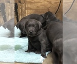 Small Photo #9 Labrador Retriever Puppy For Sale in DEVINE, TX, USA
