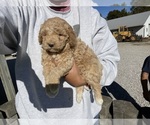 Puppy Puppy 1 Poodle (Miniature)