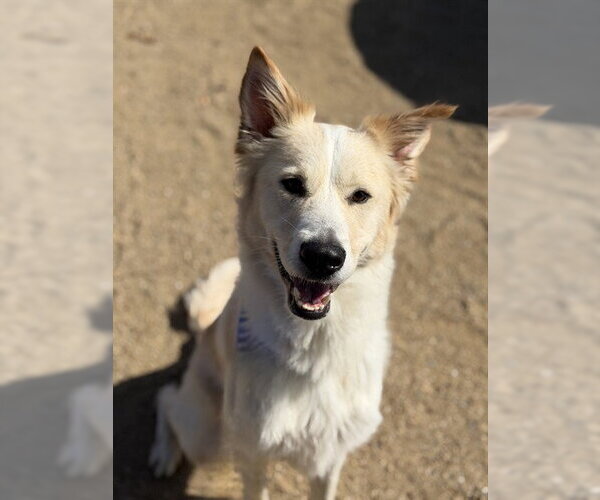 Medium Photo #1 Border Collie-Unknown Mix Puppy For Sale in Chula Vista, CA, USA