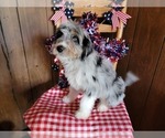 Small Photo #7 Bernedoodle (Miniature) Puppy For Sale in BLACK FOREST, CO, USA