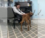 Small Photo #8 American Pit Bull Terrier-Doberman Pinscher Mix Puppy For Sale in Spotsylvania, VA, USA