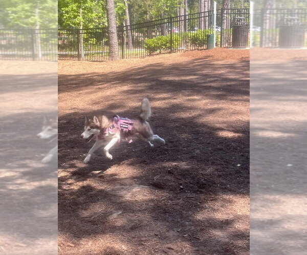 Medium Photo #3 Siberian Husky Puppy For Sale in Raleigh, NC, USA