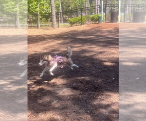 Mikah - Female Siberian Husky Dog for Adoption - Photo #3