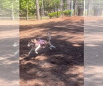 Small #2 Siberian Husky