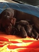 Small Photo #1 Labrador Retriever Puppy For Sale in PHOENIX, AZ, USA