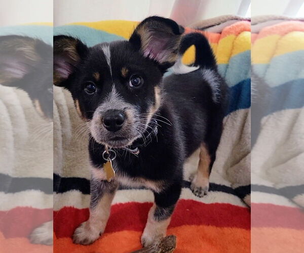 Medium Photo #5 Mutt Puppy For Sale in Sandy, UT, USA