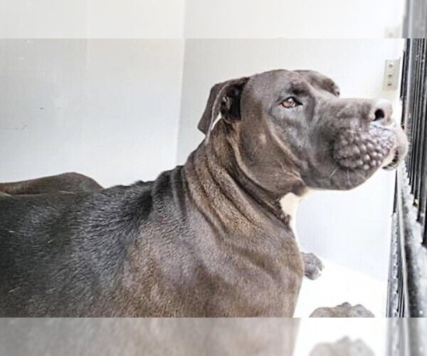 Medium Photo #1 Mastiff-Unknown Mix Puppy For Sale in Houston, TX, USA