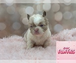 Small French Bulldog