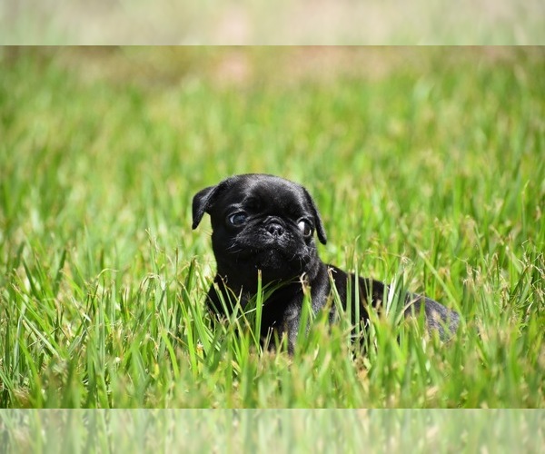 Medium Photo #5 Pug Puppy For Sale in PALM COAST, FL, USA