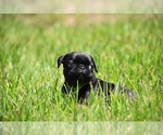 Small #4 Pug