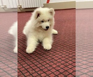 Samoyed Puppy for sale in RIMPAU, CA, USA