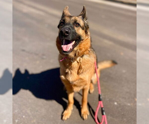 Medium Photo #1 German Shepherd Dog Puppy For Sale in Aurora, CO, USA