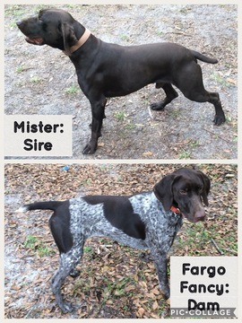 Medium Photo #1 German Shorthaired Pointer Puppy For Sale in ALACHUA, FL, USA