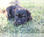 Small Photo #2 Havanese Puppy For Sale in DODD CITY, TX, USA