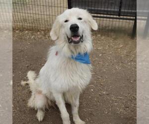 Great Pyrenees Dogs for adoption in San Antonio, TX, USA