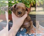 Puppy Digger Cock-A-Poo-Poodle (Miniature) Mix