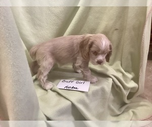 Cocker Spaniel Puppy for sale in CADDO, OK, USA