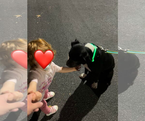 Medium Photo #6 Mutt Puppy For Sale in Atlanta, GA, USA