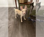 Small Siberian Husky Mix
