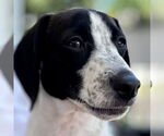 Small #4 Beagle Mix