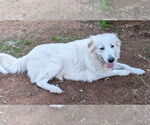 Small #18 Great Pyrenees