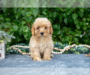 Medium Poodle (Miniature)