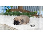 Small #23 Pug