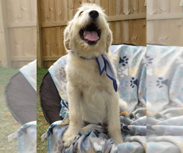 Medium Photo #4 Golden Retriever-Unknown Mix Puppy For Sale in Grovertown, IN, USA