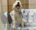 Small #3 Golden Retriever Mix