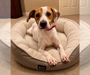American Pit Bull Terrier-Unknown Mix Dogs for adoption in Germantown, OH, USA