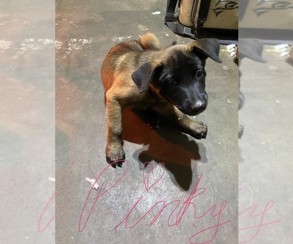 Medium Photo #16 Belgian Malinois Puppy For Sale in IMPERIAL BEACH, CA, USA